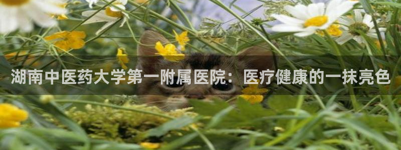 九游会app官方下载